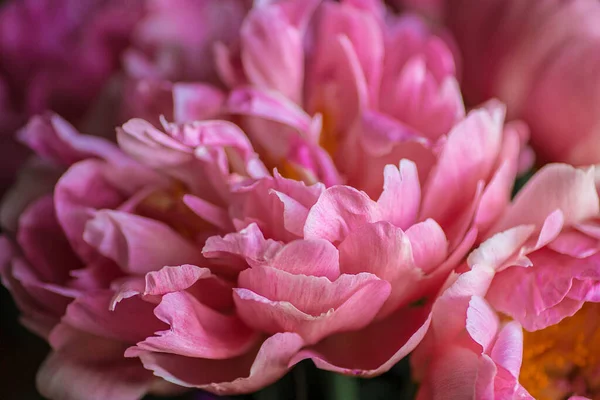Hermoso Fondo Flor Rosa Peony Cerca Textura Pétalo Rosa —  Fotos de Stock
