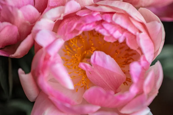 Fundo Flor Rosa Bonita Peony Perto Textura Pétala Rosa — Fotografia de Stock