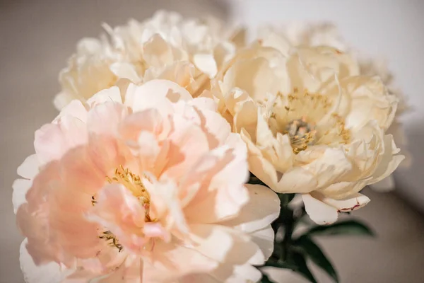 Schöne Weiße Rosa Und Cremefarbene Pfingstrosen Hintergrund Päonienstrauß Aus Nächster — Stockfoto