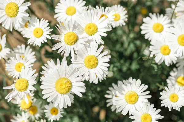 Campo Manzanilla Fondo Hermosas Flores Blancas Textura Campo Belarús Minsk — Foto de Stock