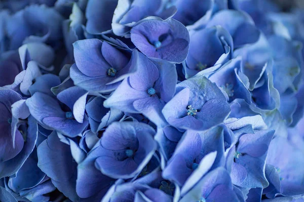 Blaue Hortensien Aus Nächster Nähe Blaue Blumen Hintergrund Hortensienstruktur lizenzfreie Stockbilder