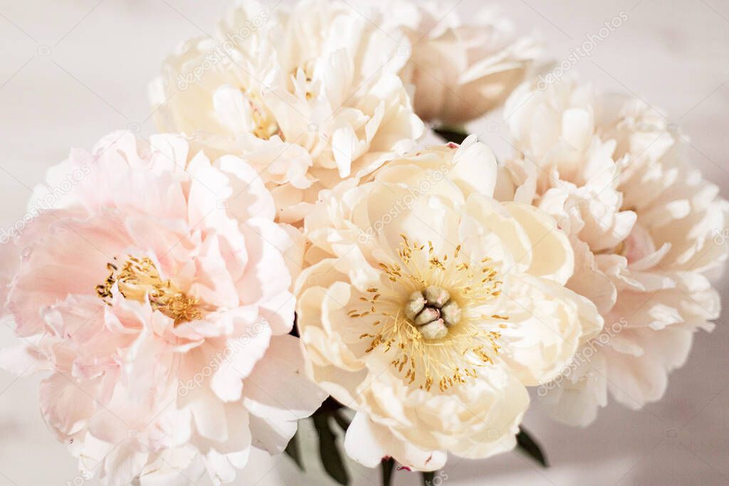 Beautiful white, pink and  cream peonies background. Peony bouquet close up. Pink petal texture.