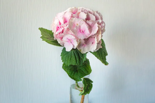 Rosa Flor Hortênsia Vaso Sobre Fundo Branco — Fotografia de Stock