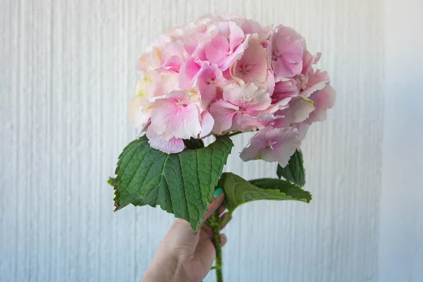 Jovem Mulher Segurar Rosa Flor Hortênsia Fundo Branco — Fotografia de Stock