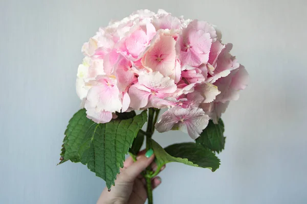 Jovem Mulher Segurar Rosa Flor Hortênsia Fundo Branco — Fotografia de Stock