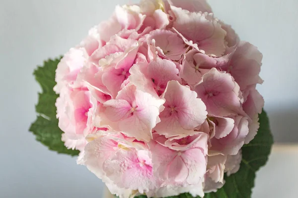 Pink flower hydrangea on white background.