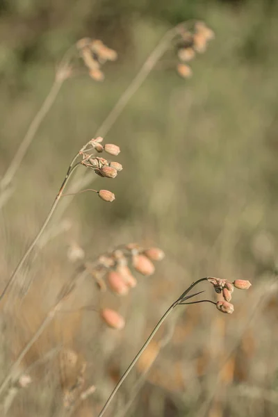 Mooie Wilde Roze Bloemen Groene Gras Achtergrond Geweldige Zomerse Textuur — Stockfoto