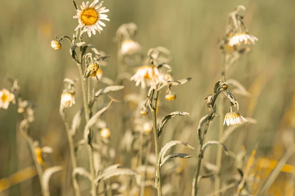 Kamomill Fält Bakgrund Vackra Vita Blommor Fält Konsistens Vitryssland Minsk — Stockfoto