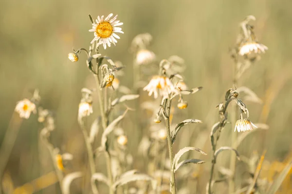 Kamomill Fält Bakgrund Vackra Vita Blommor Fält Konsistens Vitryssland Minsk — Stockfoto