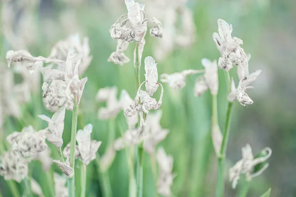 Yeşil Arka Planda Güzel Kurumuş Beyaz Süsen Çiçekleri Minsk Belarus — Stok fotoğraf