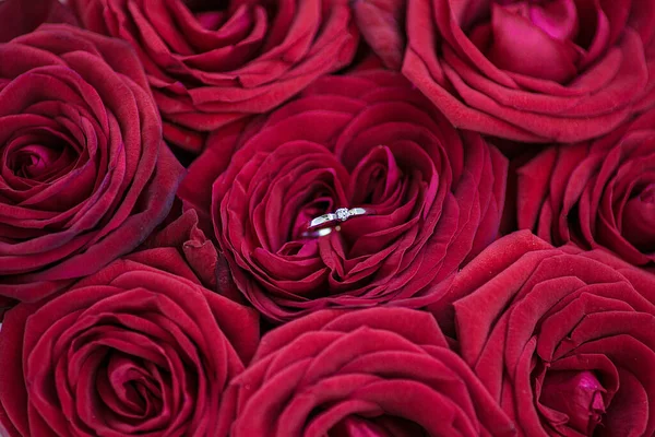 Beautiful engagement ring of white gold with a diamond on the red roses background. Diamond Ring. Wedding Ring.