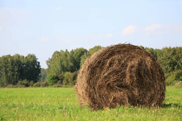 Вид поля, на котором изображены тюки сена — стоковое фото