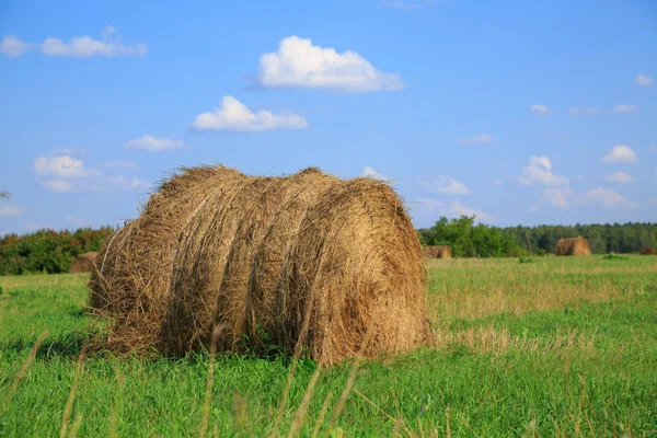 Hay-roll on meadow against — Stock Photo, Image