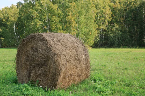 Runda balar av hö nyskördade i ett fält — Stockfoto