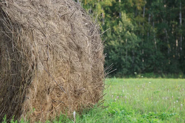 Round bales of hay freshly harvested in a field — Stock Photo, Image