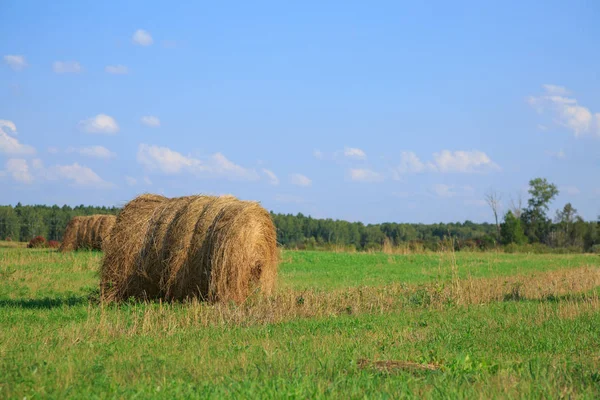 Bales of hay in a large field. Nature composition. — Stock Photo, Image