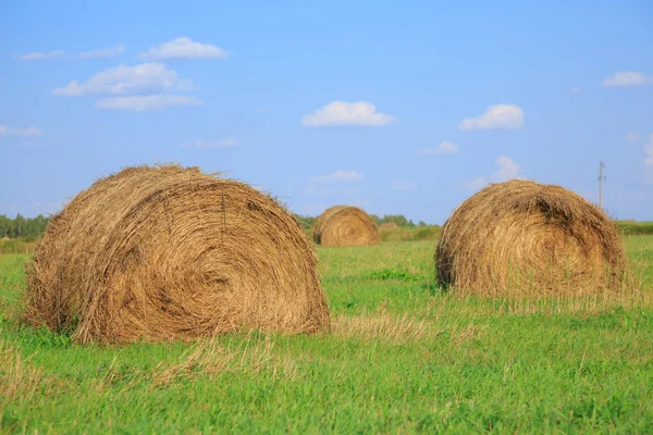 Bales of hay in a large field. Nature composition. — Stock Photo, Image