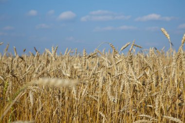 altın buğday alan ve bulutlu gökyüzü güneşli gün