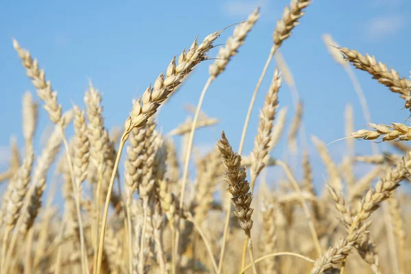 Mavi gökyüzü gün güneşli yaz olgun buğday