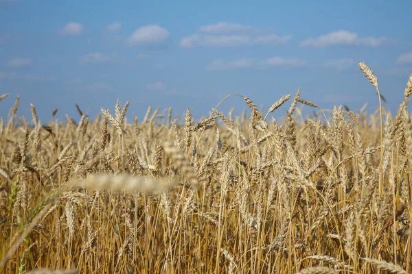 altın buğday alan ve bulutlu gökyüzü güneşli gün