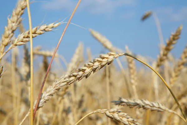 Mavi gökyüzü gün güneşli yaz olgun buğday