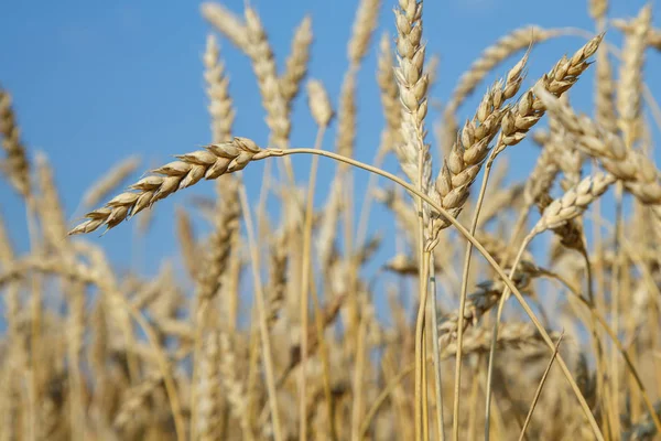 Altın buğday tarlası ve mavi gökyüzü