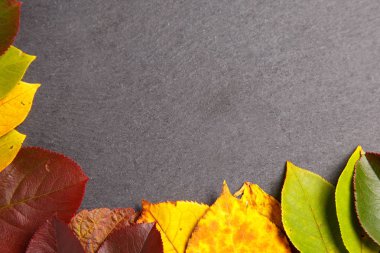 renkli yaprakları ile sonbahar arka plan