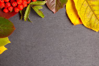 renkli yaprakları ile sonbahar arka plan