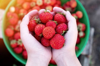 Çileklerin üzerinde taze toplanmış çilekler.