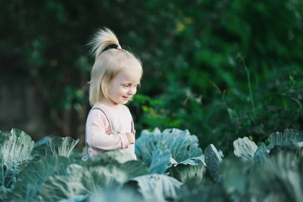Aranyos Baby Stand In Organikus káposzta kert Kívül — Stock Fotó