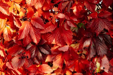 Kırmızı yaprak dokusu. Yaprak dokusu arka planı. Doğada sonbahar