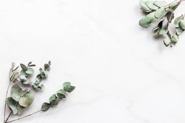 Mermer bir masanın üzerinde okaliptüs dallı bir fincan kahve ve metin için fotokopi alanı. Minimalizm tarzı