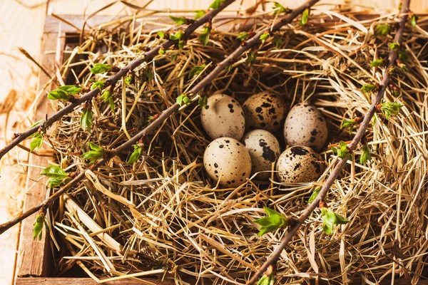 Paskalya Kompozisyonu Sevimli Boyalı Bıldırcın Yumurtaları Ahşap Masadaki Samanların Üzerinde — Stok fotoğraf