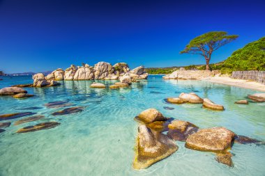 Palombaggia plajında çam ağacı, Korsika, Fransa