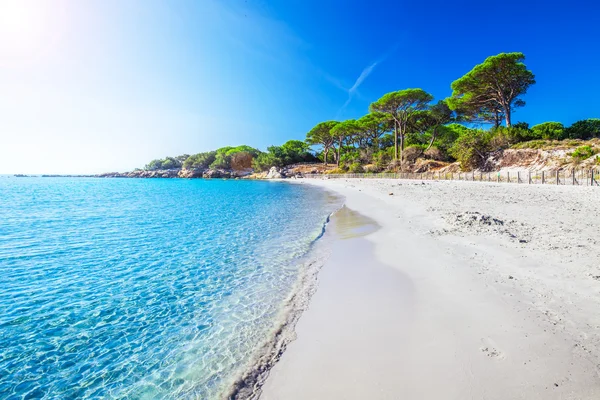 Palombaggia strand en azuurblauwe water — Stockfoto