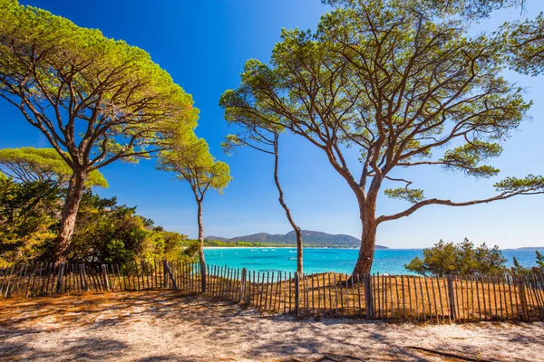 Palombaggia plaj ve azure su — Stok fotoğraf