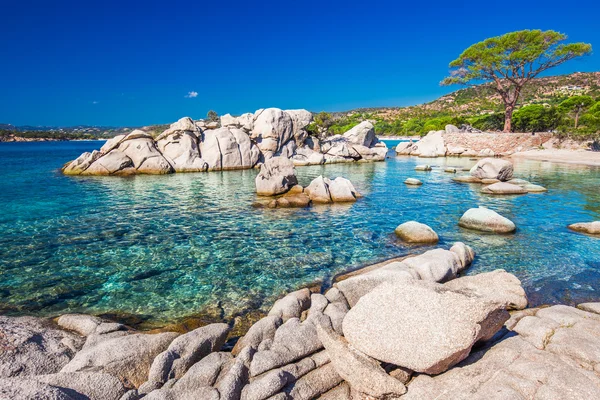 Çam ağaçları ile Palombaggia plaj