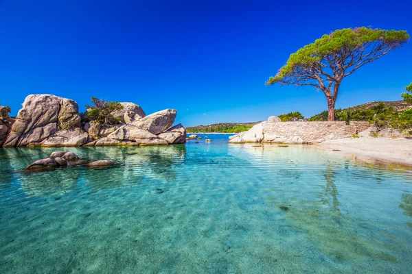 Palombaggia strand fenyőerdővel — Stock Fotó