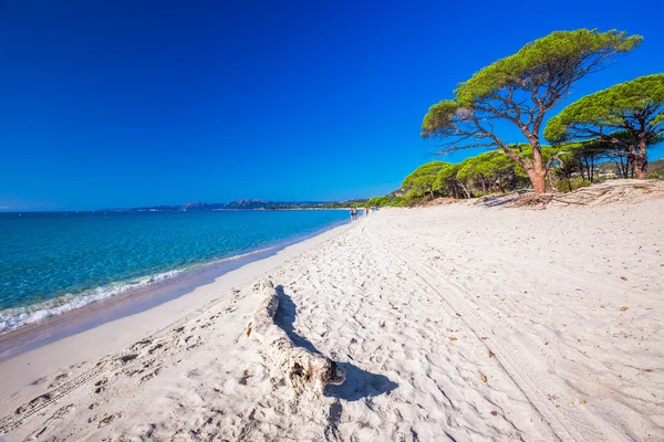 Çam ağaçları ile Palombaggia plaj — Stok fotoğraf