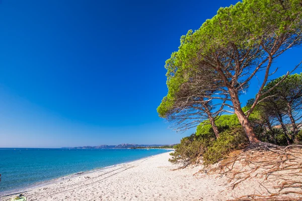 Sandy Palombaggia beach — Stok fotoğraf