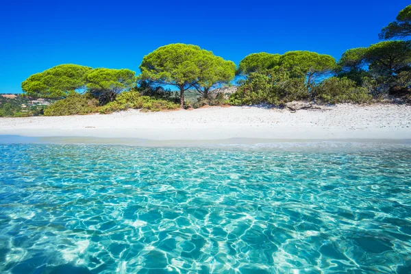 Sandy Palombaggia beach