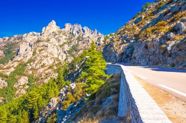 Çam ağaçları Corsica Adası