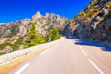 Çam ağaçları Corsica Adası