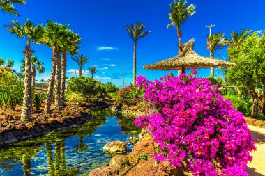 Island resort Bahçe palmiye ağaçları ile