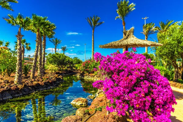 Island resort garden with palm trees — Stock Photo, Image