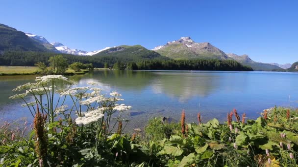 Klarer Silvaplanersee mit Schweizer Alpen — Stockvideo