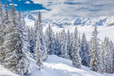 Kitzbuhel Kayak merkezinde taze kar ile kaplı ağaçlar