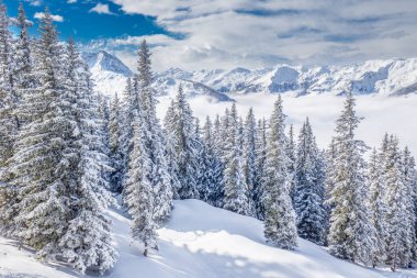 Trees covered by fresh snow in Kitzbuhel ski resort clipart