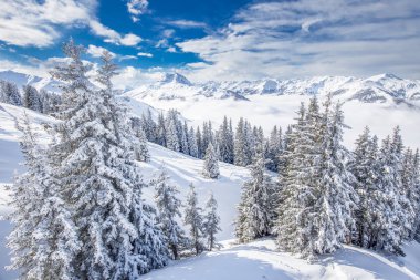 Kitzbuhel Kayak merkezinde taze kar ile kaplı ağaçlar