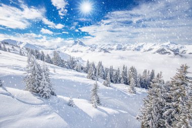 Tyrolian Alpleri'nde taze kar ile kaplı ağaçlar. 